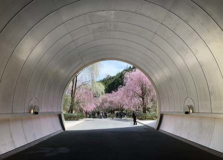 MIHO MUSEUM of Cherry blossoms, Easy to Visit From Kyoto