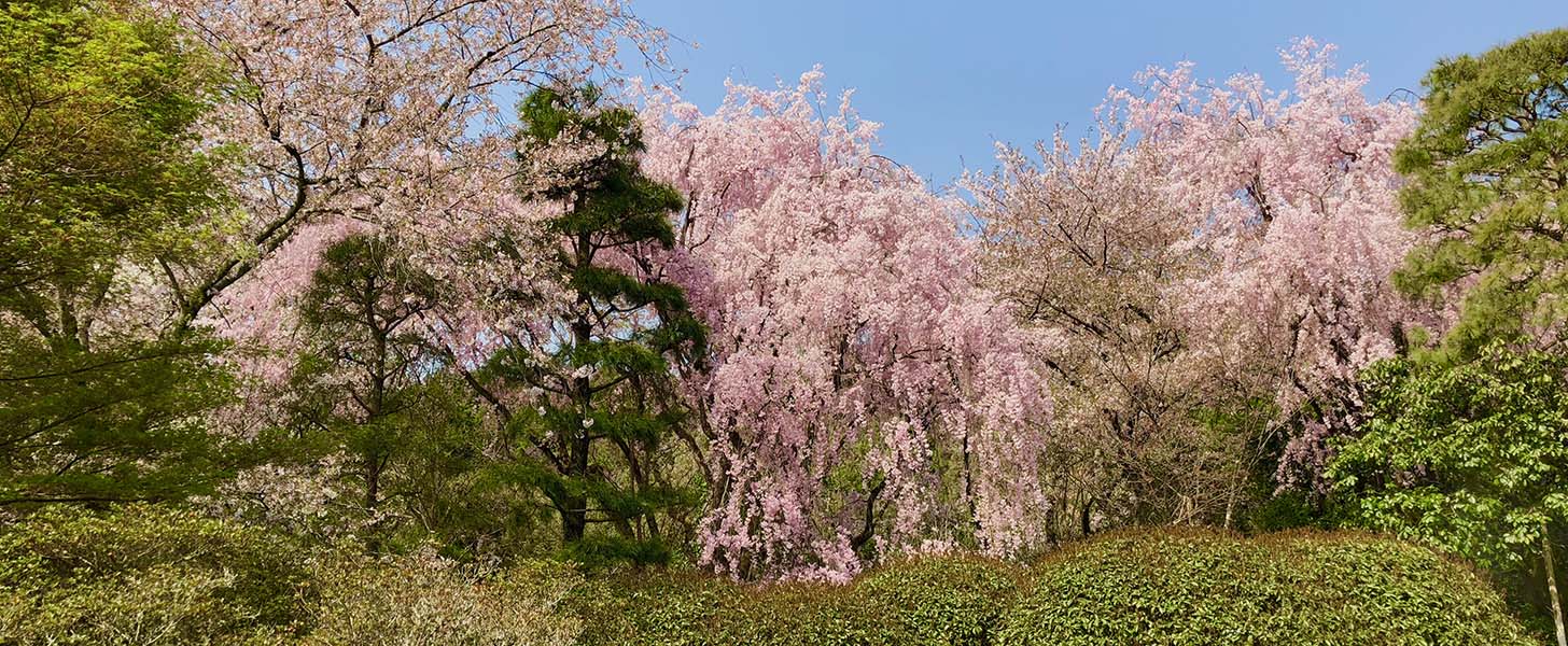 stroll garden ryoan-ji kyoto